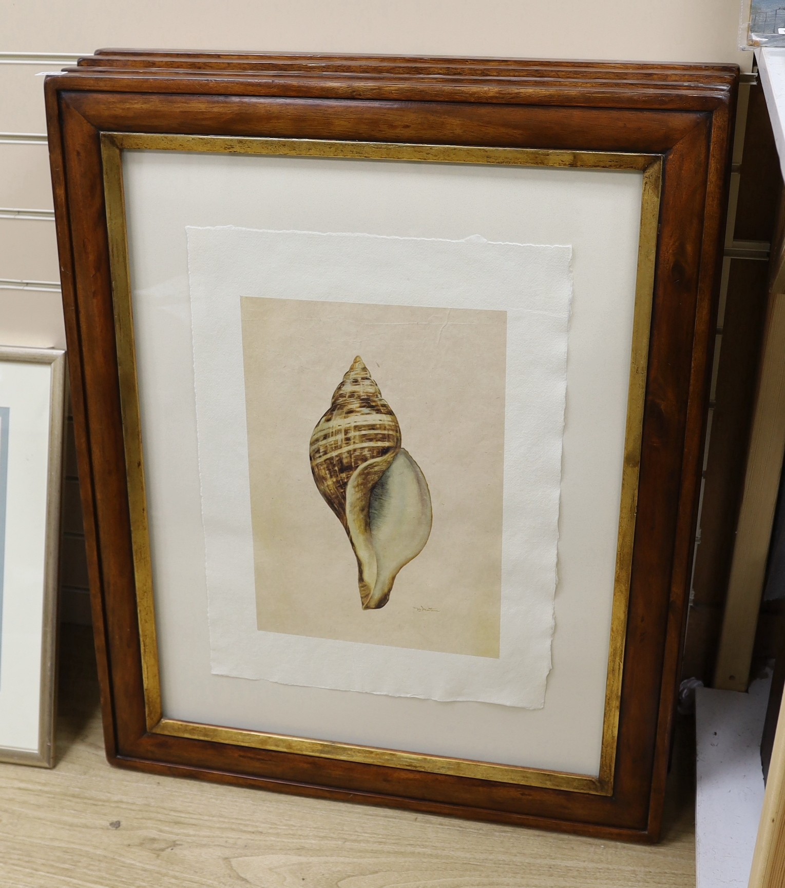 A set of four contemporary Giclee prints, studies of sea shells, in walnut frames, 43 x 29cm